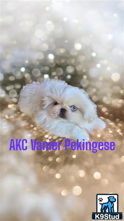 a pekingese dog with blue eyes