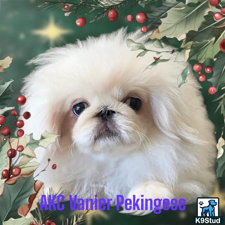 Pekingese