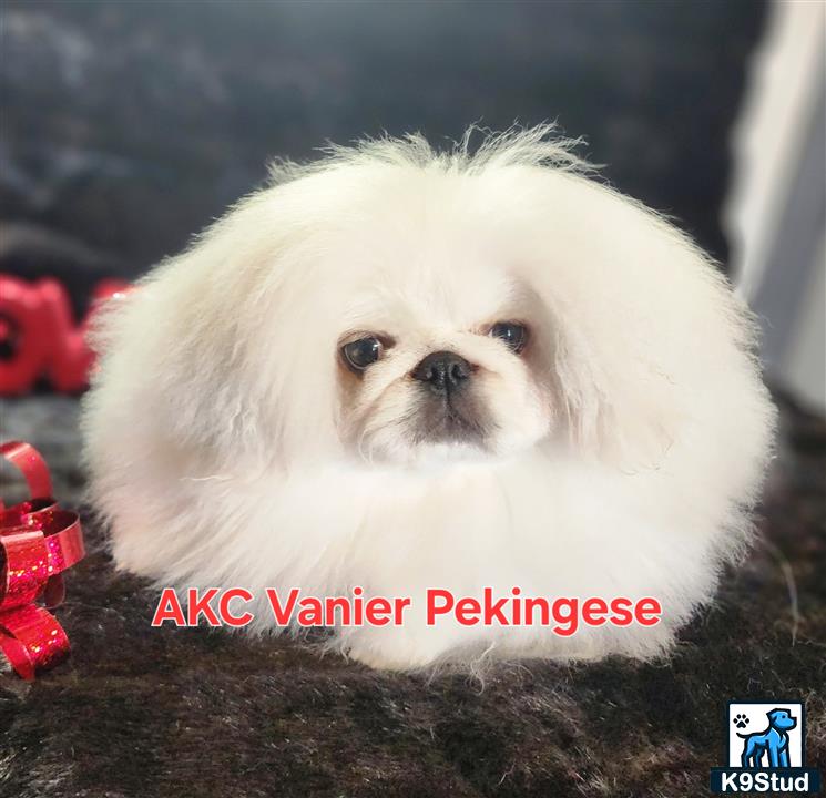 a white pekingese dog with a red bow