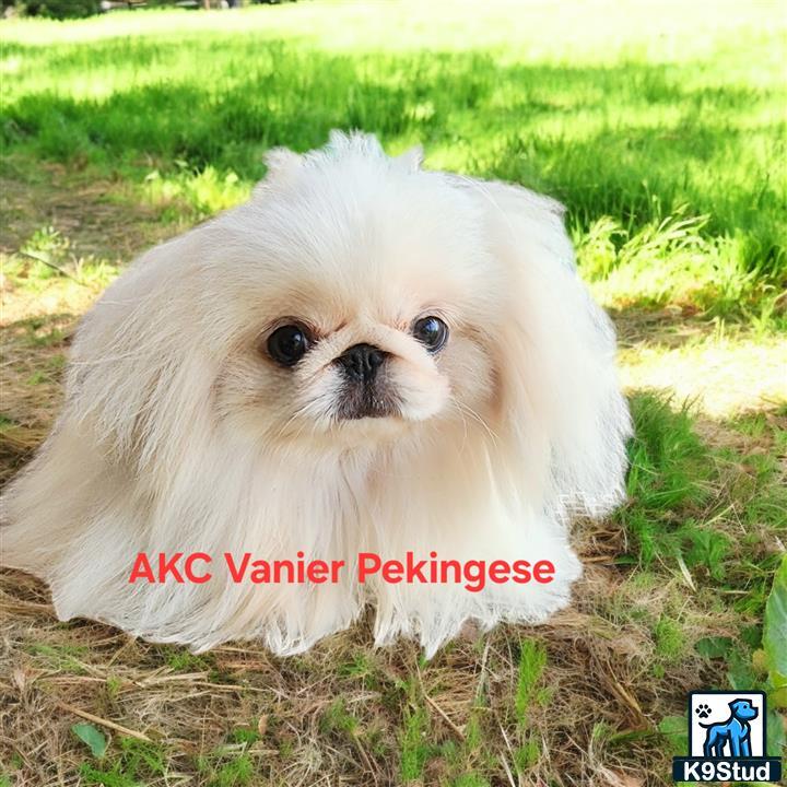 a white pekingese dog in the grass