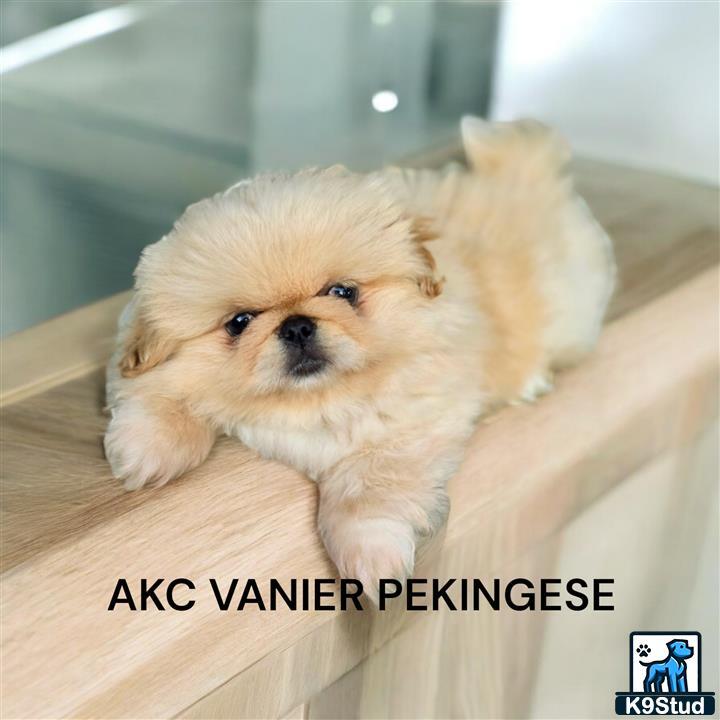 a pekingese dog standing on a wood floor