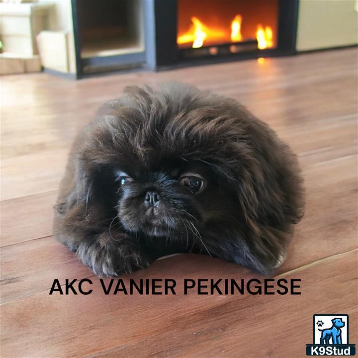 a pekingese dog lying on the floor