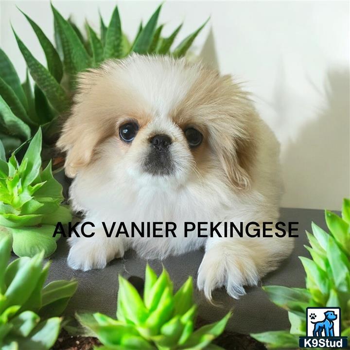 a small white pekingese dog