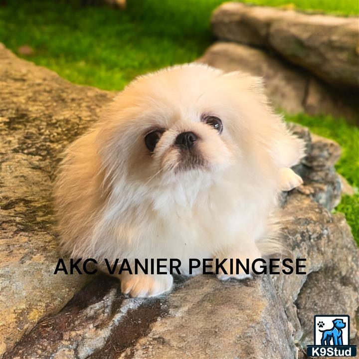 a white pekingese dog sitting on a rock