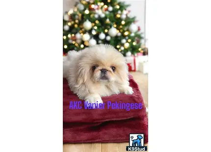 Pekingese puppy for sale