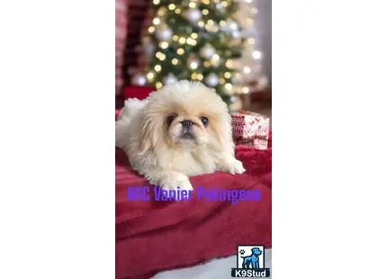 a pekingese dog sitting on a couch