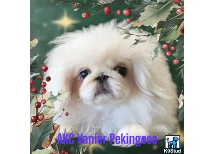 a pekingese dog with a bushy tail