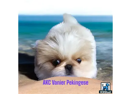 a small white pekingese dog