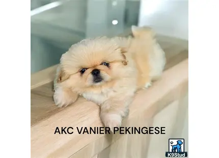 a pekingese dog standing on a wood floor