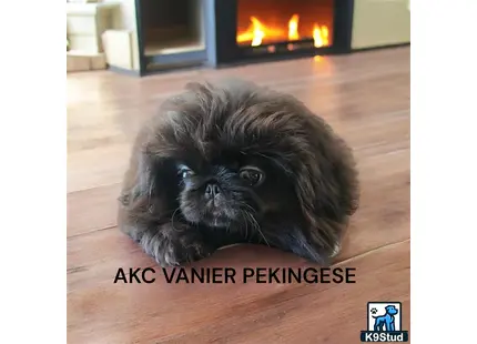 a pekingese dog lying on the floor