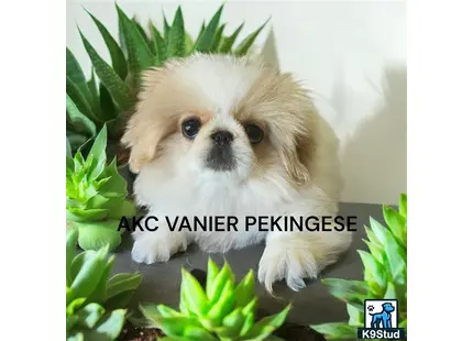 a small white pekingese dog