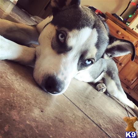 a siberian husky dog lying on the floor