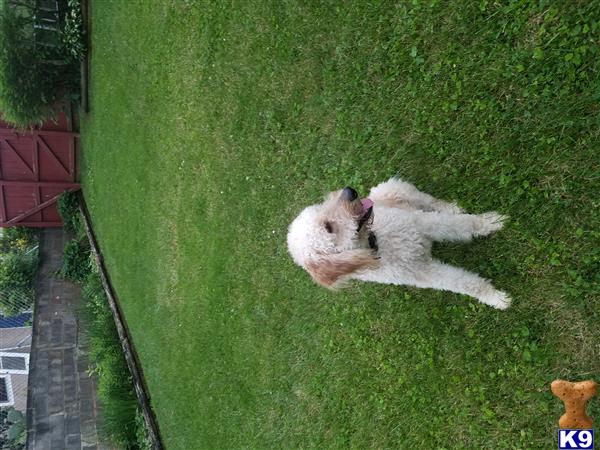 a goldendoodles dog lying on grass