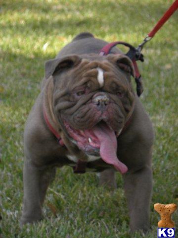 a old english bulldog dog on a leash