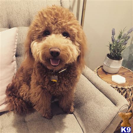 a goldendoodles dog sitting on a couch