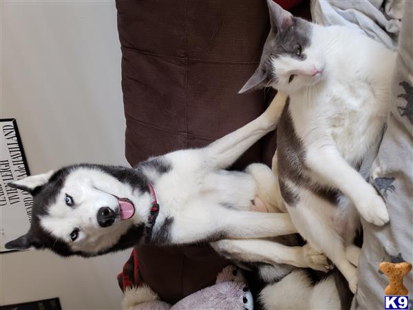 a cat and a siberian husky dog lying on a bed