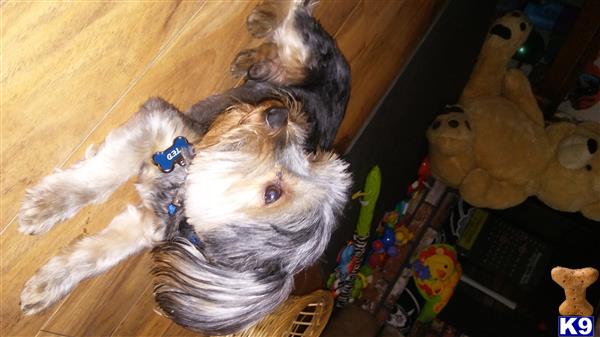 a yorkshire terrier dog lying on a bed