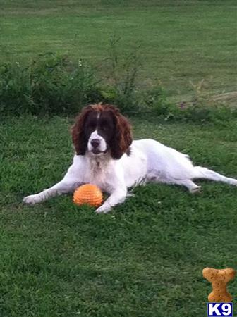 a english springer spaniel dog lying in the grass with a ball in its mouth