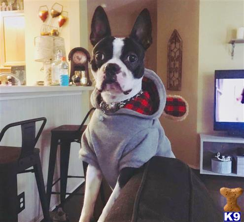 a boston terrier dog wearing a scarf