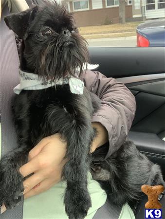 a brussels griffon dog sitting in a car