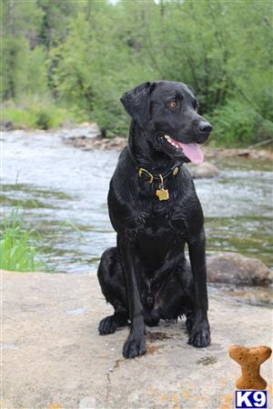 a black labrador retriever dog sitting on a rock