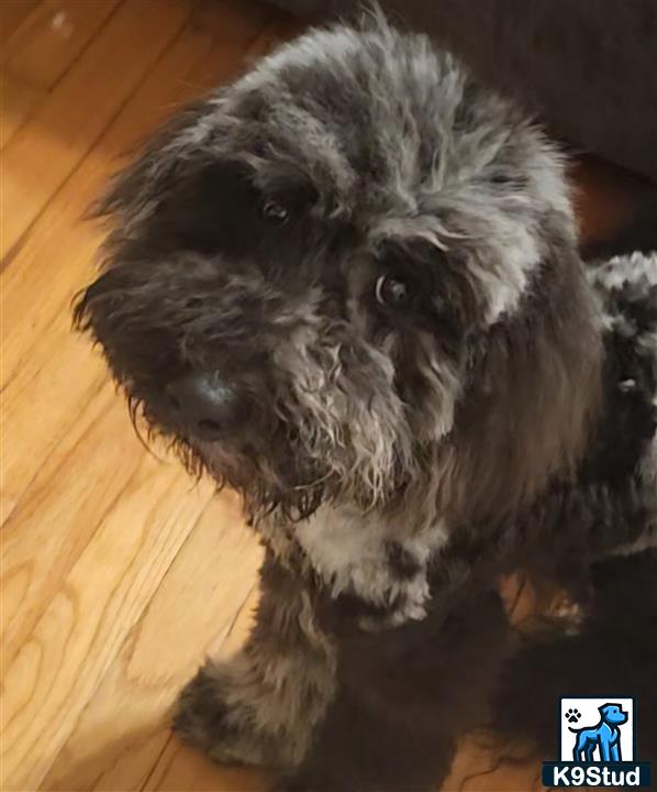 a goldendoodles dog sitting on the floor