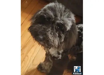 a goldendoodles dog sitting on the floor