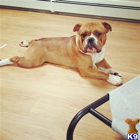 a bulldog dog lying on the floor