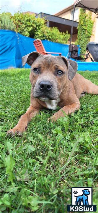 a staffordshire bull terrier dog lying in the grass