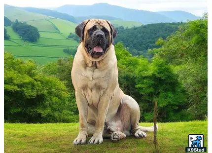 a mastiff dog sitting on grass