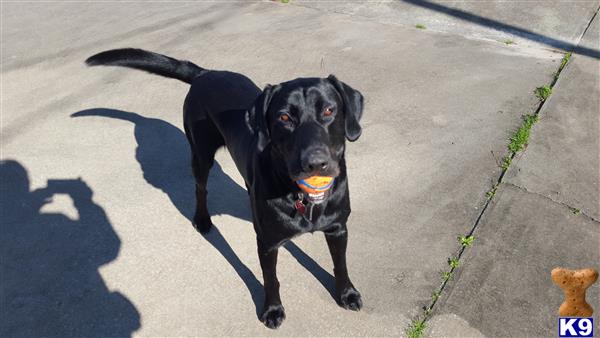 a labrador retriever dog with a toy in its mouth