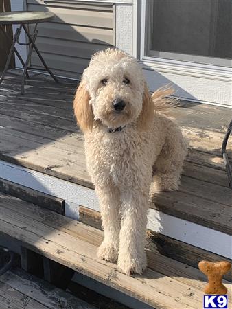 a labradoodle dog sitting on a deck