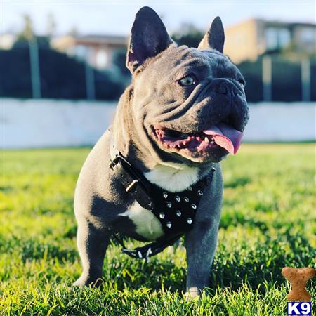 a french bulldog dog sitting in the grass