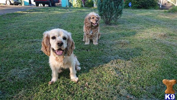 two american cocker spaniel dogs sitting in the grass
