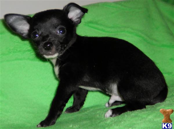 Chihuahua Puppy for Sale Brady 10 Years old