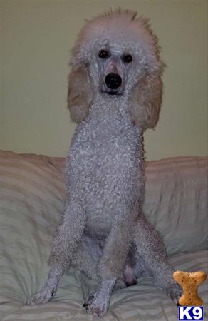 a poodle dog sitting on a couch