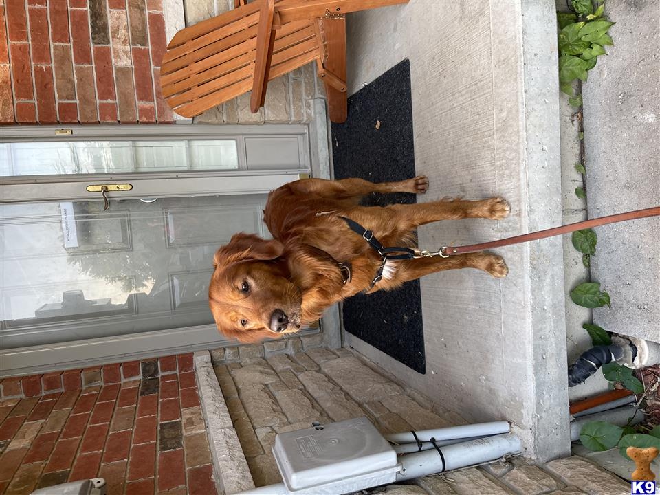 a golden retriever dog standing on a porch