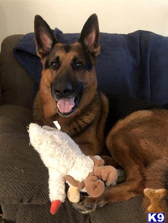 a german shepherd dog holding a stuffed animal