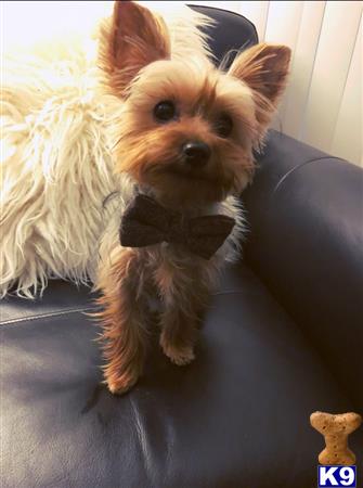 a yorkshire terrier dog standing on a couch