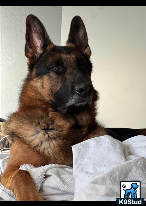 a german shepherd dog lying on a bed