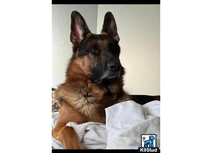 a german shepherd dog lying on a bed