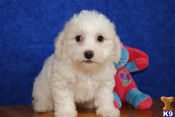 Bichon Frise Puppy for Sale: ADORABLE LITTLE BICHON FRISE 12 Years old