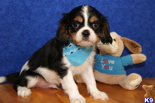 Cavalier King Charles Spaniel Puppy for Sale: ADORABLE MALE TRI COLOR ...