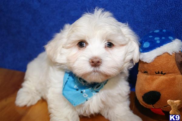 Havanese Puppy for Sale: ADORABLE MALE/FEMALE HAVANESE PUPPY 10 Years old