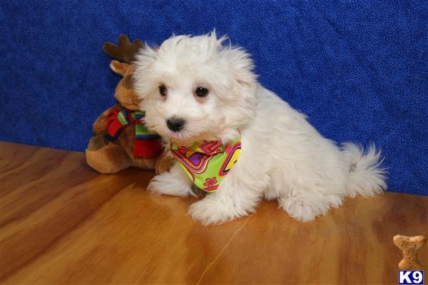 Maltese Puppy for Sale: ADORABLE LITTLE MALE MALTESE PUPPY 12 Years old