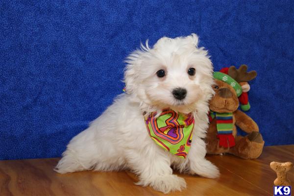 Maltese Puppy for Sale: ADORABLE LITTLE MALE MALTESE PUPPY 12 Years old