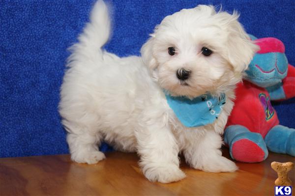 ADORABLE MALE/FEMALE MALTESE PUPPY