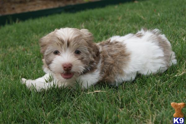 Shih Tzu Puppy for Sale: ADORABLE LITTLE HAVANESE 12 Years old