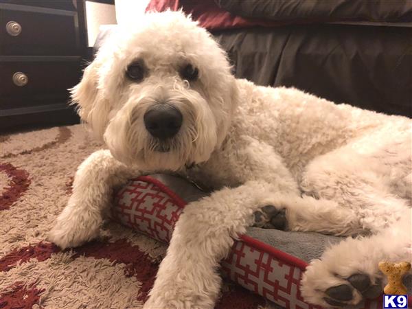 a goldendoodles dog wearing a sweater