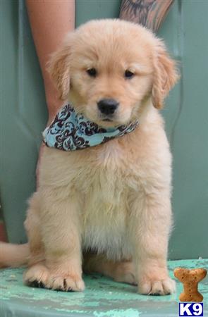 a golden retriever dog wearing a bow tie